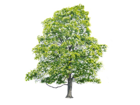 Картина Magis TREE SUMMER