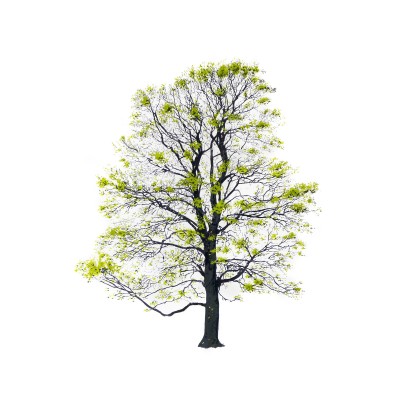 Картина Magis TREE SPRING