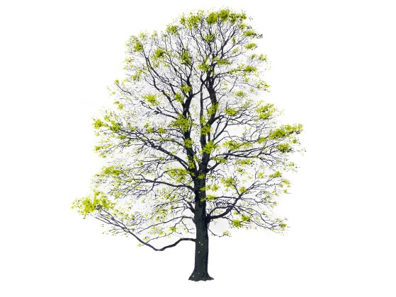 Картина Magis TREE SPRING