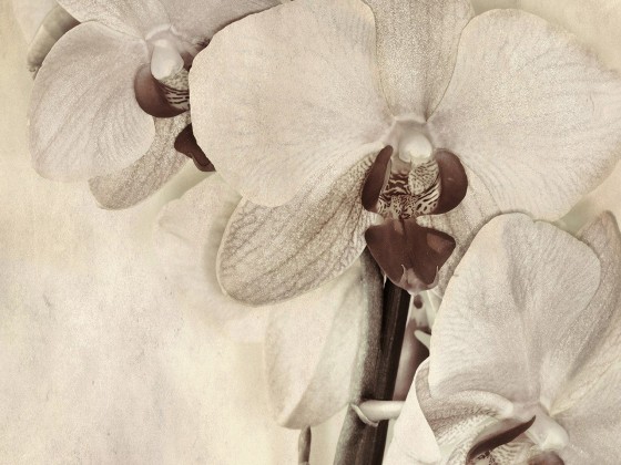 Картина MOMENTI 63